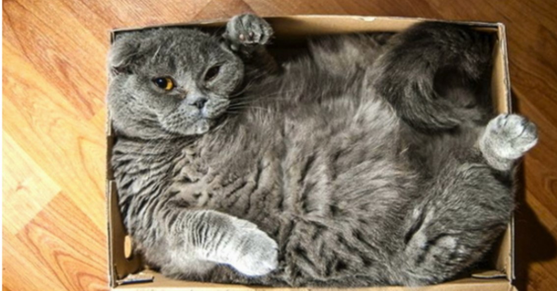 17 Katzen akzeptieren nicht, dass der Karton zu klein ist.	